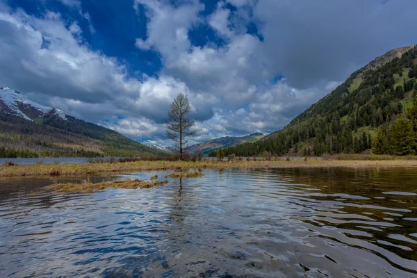 Rivière dans la forêt — Photo