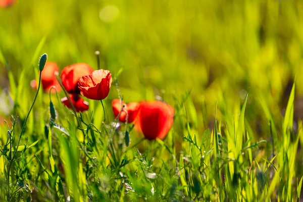 Poppy field — Stock Photo, Image