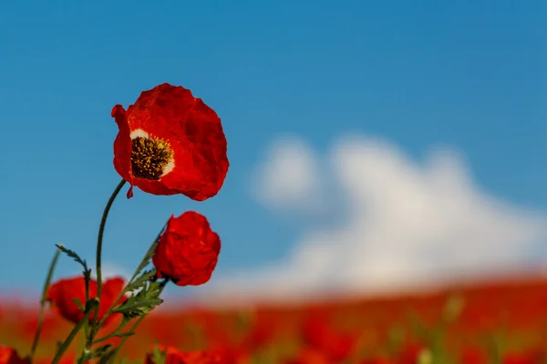 Rode papavers — Stockfoto