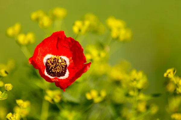Red poppies — Stock Photo, Image