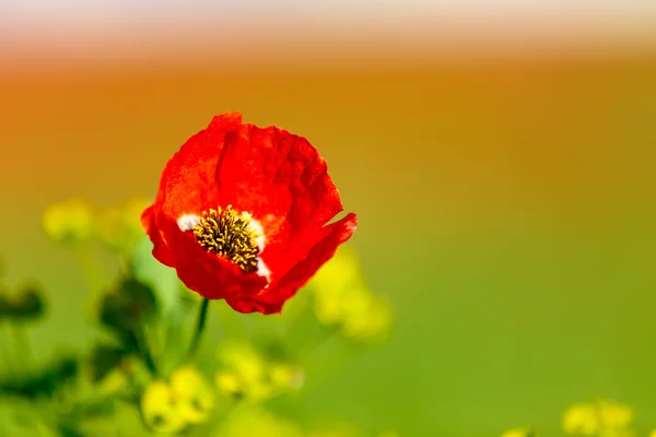 Rode papavers — Stockfoto