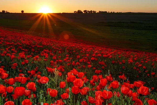 Sonnenuntergang über einem Feld mit roten Mohnblumen — Stockfoto