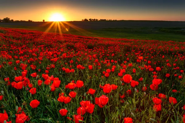 Sonnenuntergang über einem Feld mit roten Mohnblumen — Stockfoto