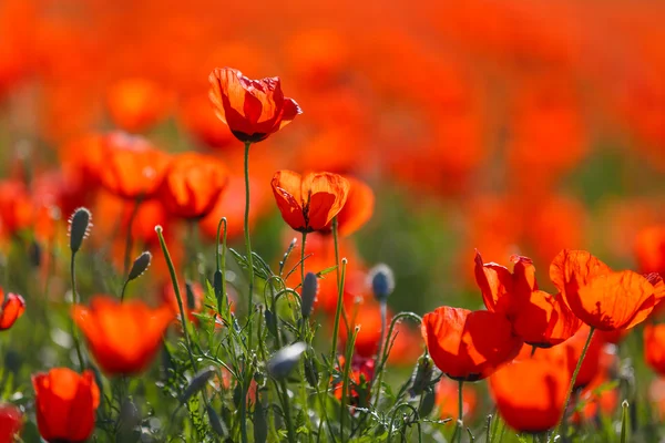 Campo de Maíz Flores de Amapola Papaver rhoeas en primavera —  Fotos de Stock