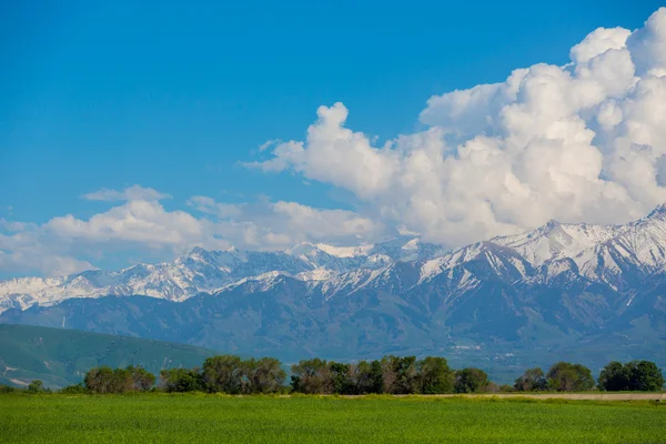 Campo frente a las montañas — Foto de Stock