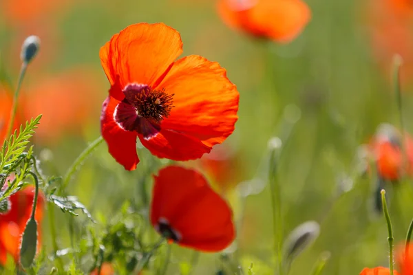 Campo de Maíz Flores de Amapola Papaver rhoeas en primavera — Foto de Stock