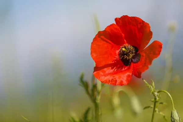 Red poppy (Papaver rhoeas) with out of focus poppy field in back — Stock Photo, Image