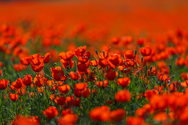 Mohnblumen Papaver rhoeas im Frühling — Stockfoto