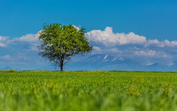 Boom op een groen veld — Stockfoto