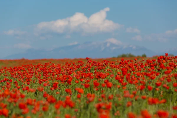 Feld der roten Mohnblumen — Stockfoto