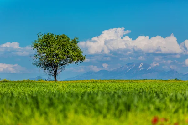 Boom op een groen veld — Stockfoto