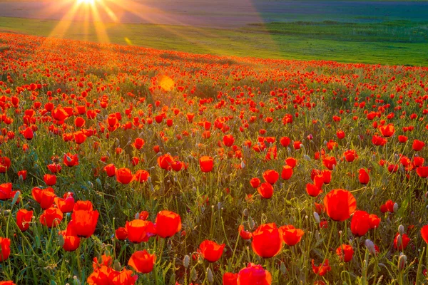 Pole kukurydzy Poppy Flowers Papaver rhoeas wiosną — Zdjęcie stockowe