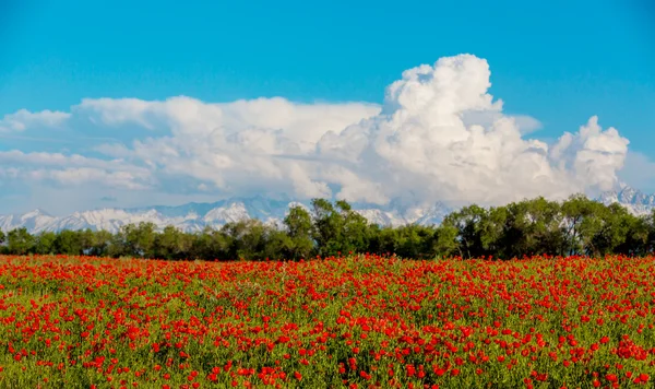 Kırmızı gelincikler tarlası — Stok fotoğraf