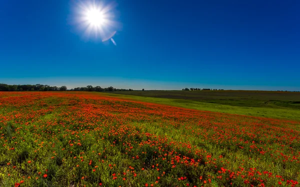 Campo de amapolas rojas — Foto de Stock