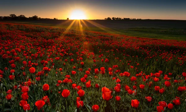 Campo de amapolas rojas — Foto de Stock