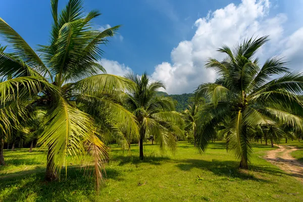 Palmeto — Foto Stock