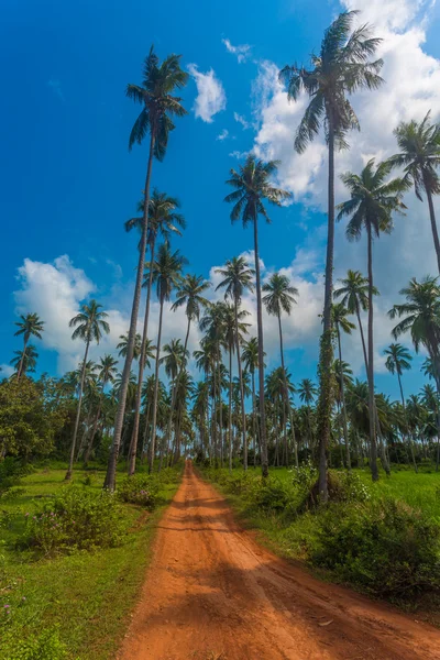 Strada attraverso la foresta di palme — Foto Stock