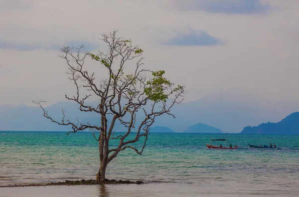 Arbre solitaire dans la mer — Photo