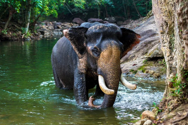 Elephant in the water — Stock Photo, Image