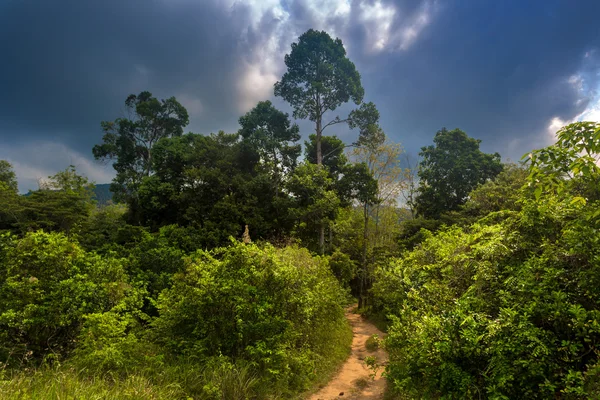 A estrada para a selva — Fotografia de Stock