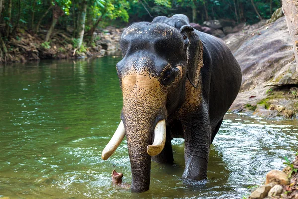 Elefant im Wasser — Stockfoto