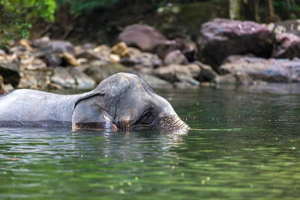 Elephant in the water — Stock Photo, Image