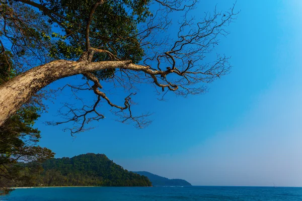 Árvore solitária em uma rocha — Fotografia de Stock