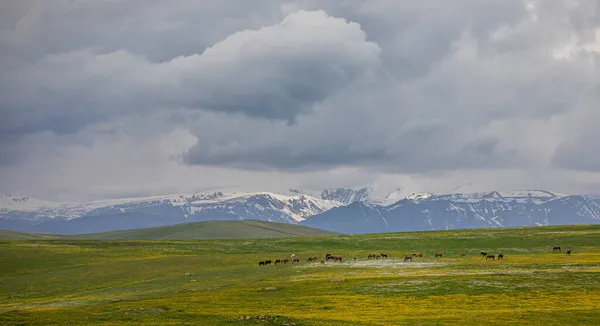 Grazende Paarden Een Bergdal — Stockfoto