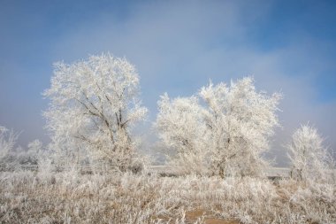 Kış manzarası. Beyaz dondaki ağaçlar