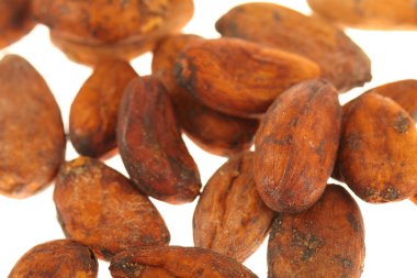 ham kakao çekirdekleri