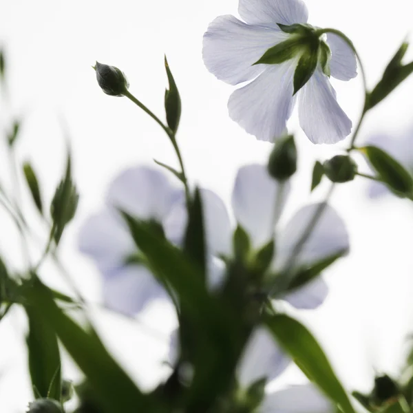 Fiori di lino blu — Foto Stock