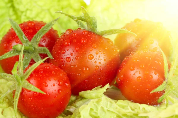 Tomater på salladsblad — Stockfoto