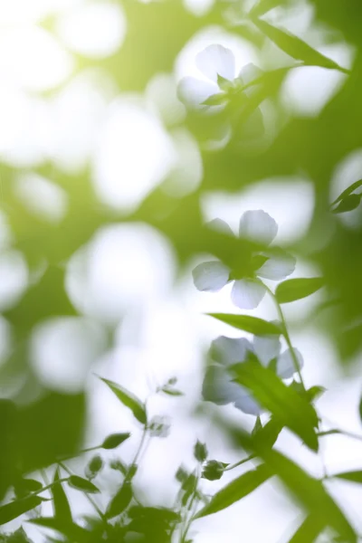 Fiori di lino blu — Foto Stock