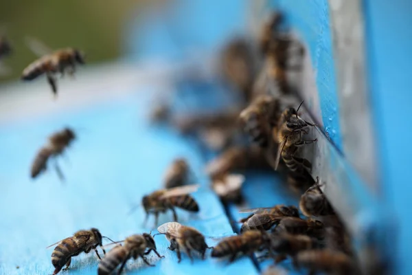 Abeilles mellifères — Photo