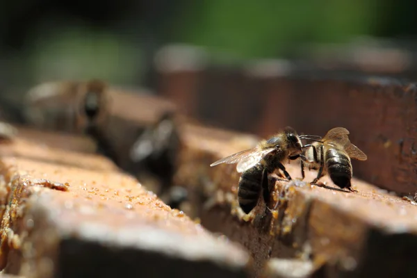Honey bees — Stock Photo, Image