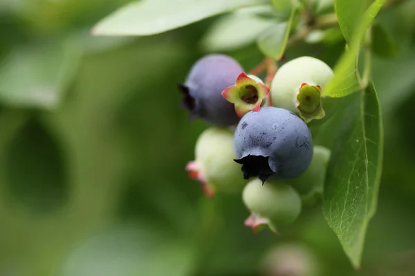 Blueberries — Stock Photo, Image