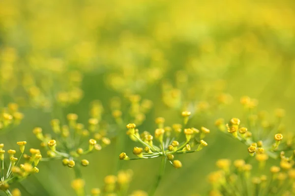 Dill. — Stok fotoğraf