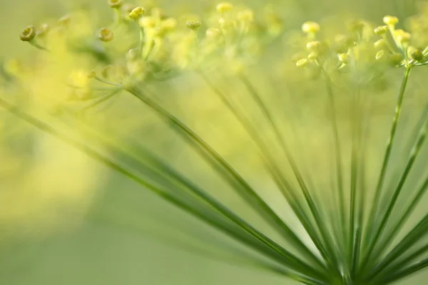 Kopr — Stock fotografie