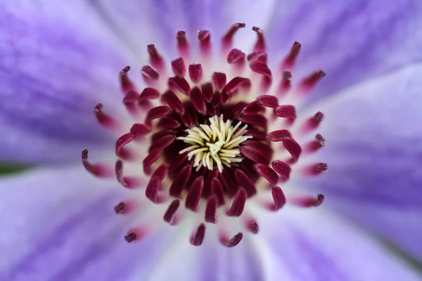 Clematis — Stock fotografie