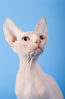 Genç Kanadalı Sfenks kedisi