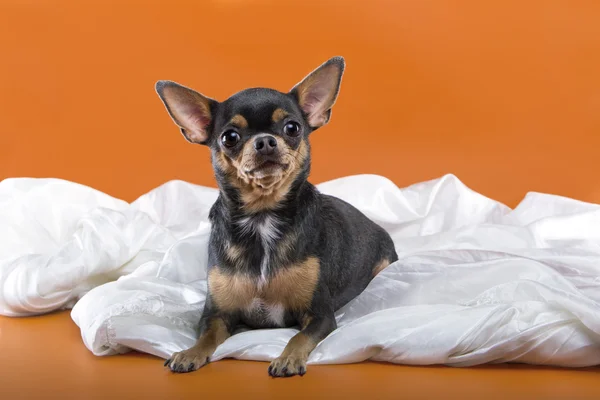 Декоративная порода собак - Chihuahua — стоковое фото