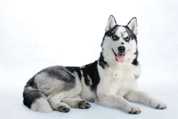 Északi szánkózik kutya tenyészt husky — Stock Fotó