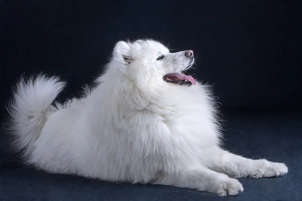 Northern sled dog — Stock Photo, Image