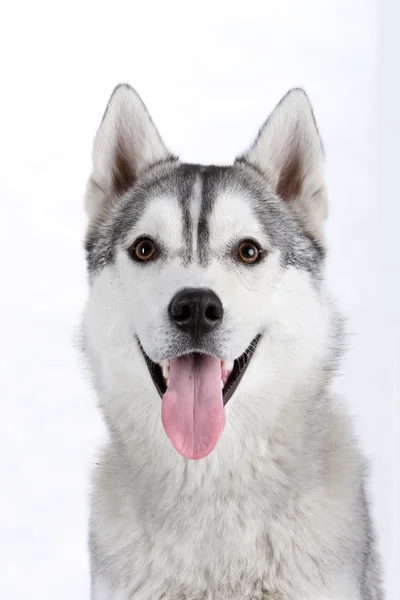 Északi szánkózik kutya tenyészt husky — Stock Fotó