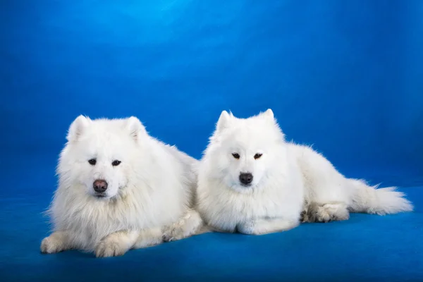 Északi szánkózik kutya — Stock Fotó