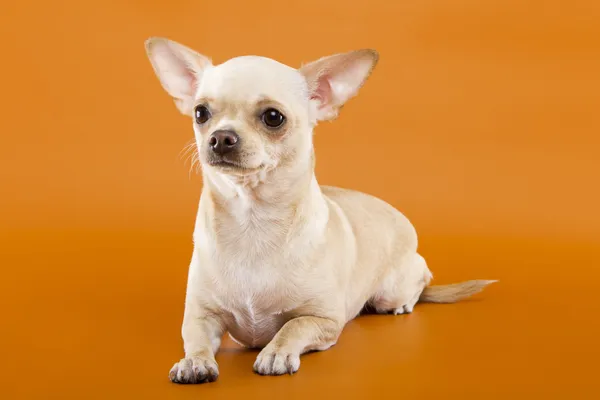 Dekorativa hundras - chihuahua — Stockfoto