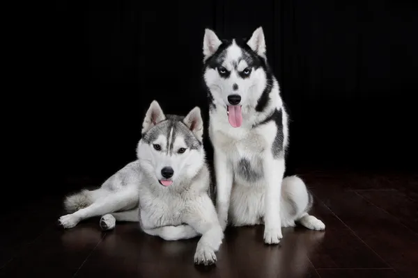 Schlittenhundezucht Husky — Stockfoto