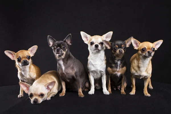 装飾的な犬種 - チワワ — ストック写真