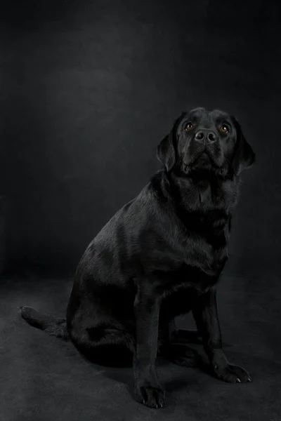 Biały labrador retrieverdog — Zdjęcie stockowe