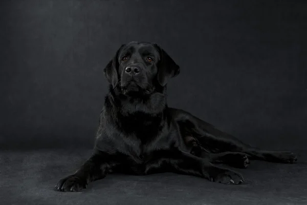 Vit labrador retrieverdog — Stockfoto